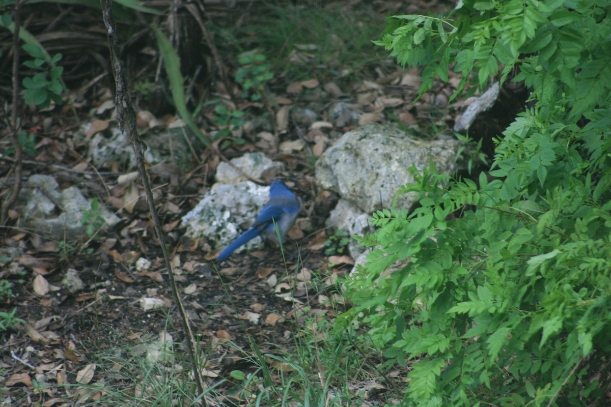 Woodhouse's Scrub-Jay - ML645664732