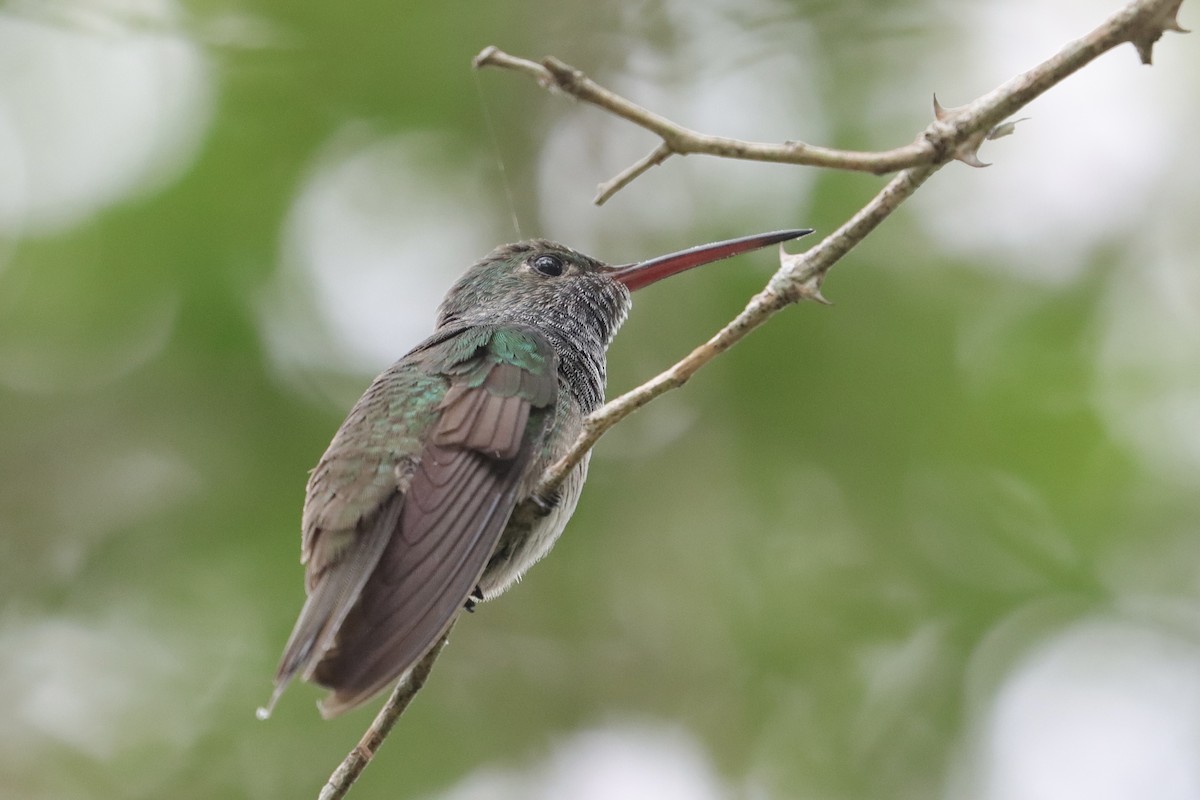 Honduran Emerald - ML645664742