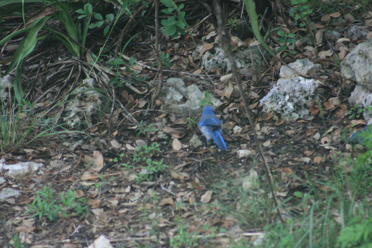 Woodhouse's Scrub-Jay - ML645664750