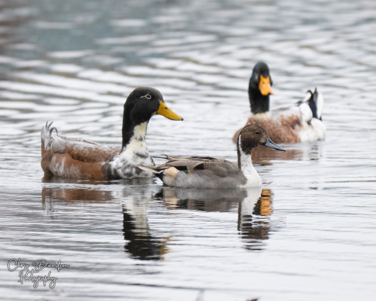 Northern Pintail - ML645664751