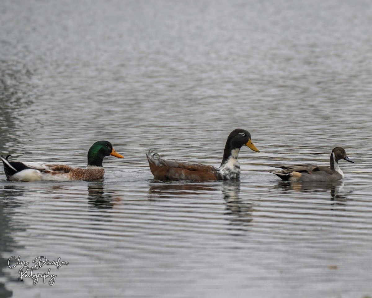 Northern Pintail - ML645664752