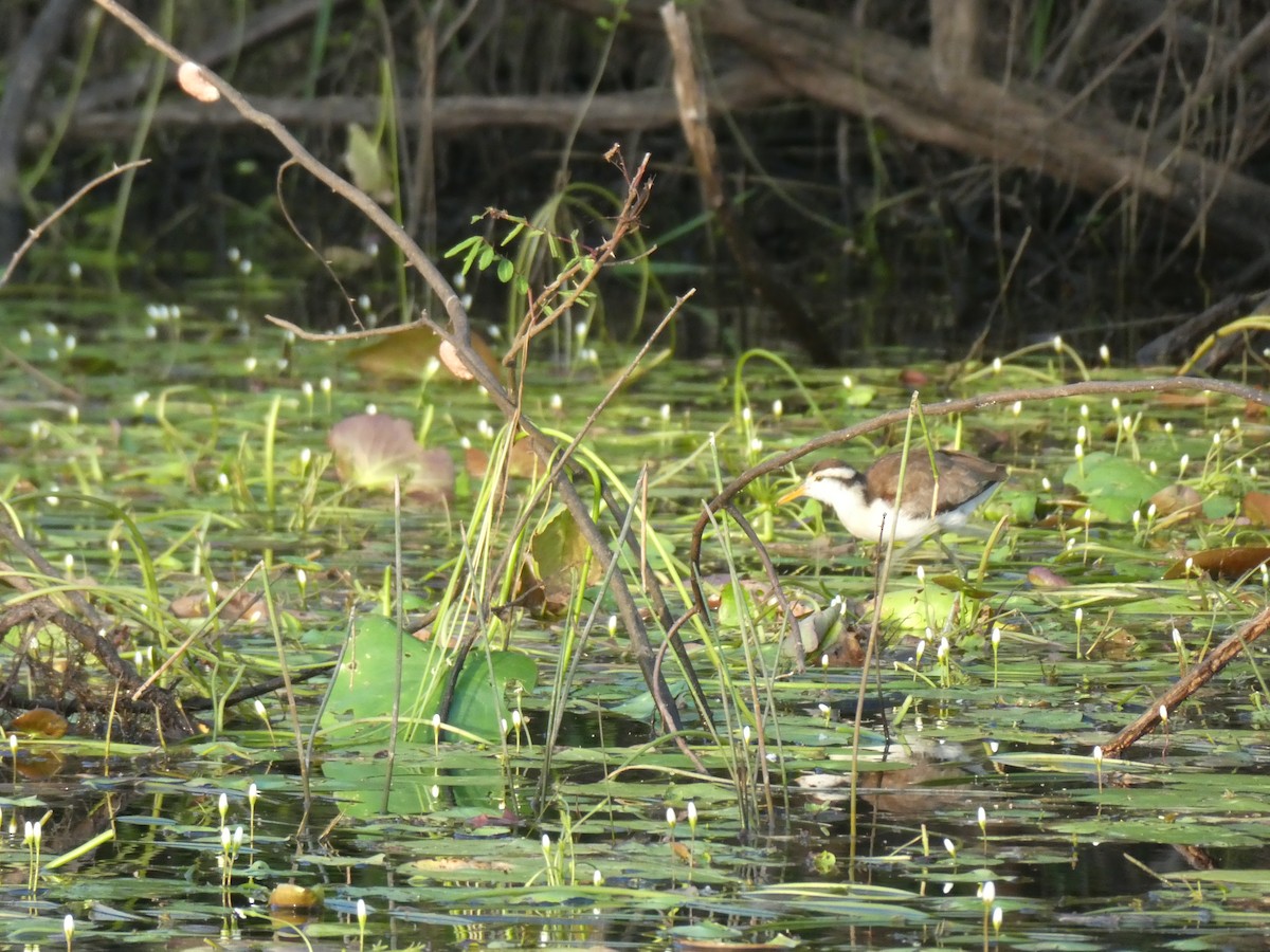 Northern Jacana - ML645664755