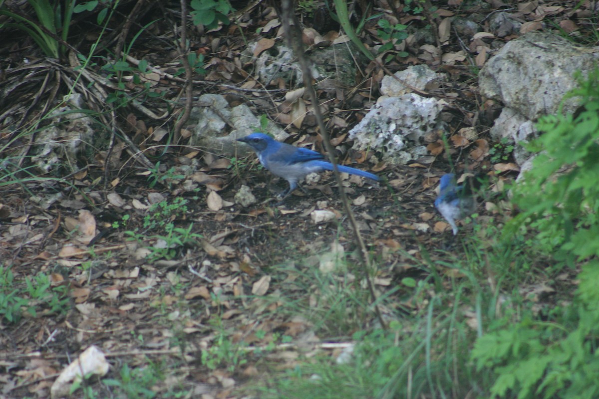 Woodhouse's Scrub-Jay - ML645664757