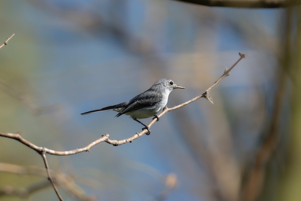 Blue-gray Gnatcatcher - ML645664759