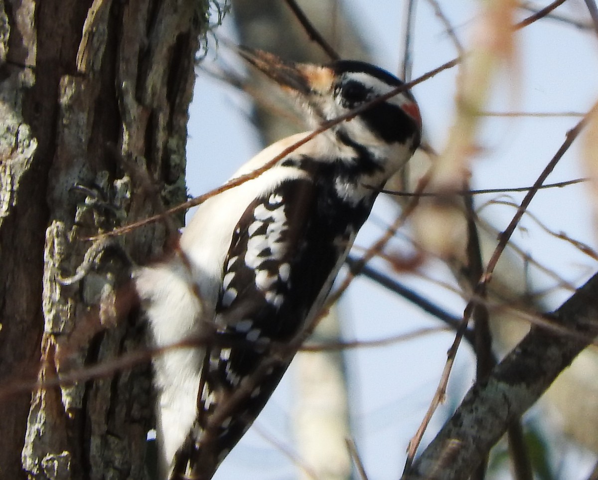 Hairy Woodpecker - ML645664775