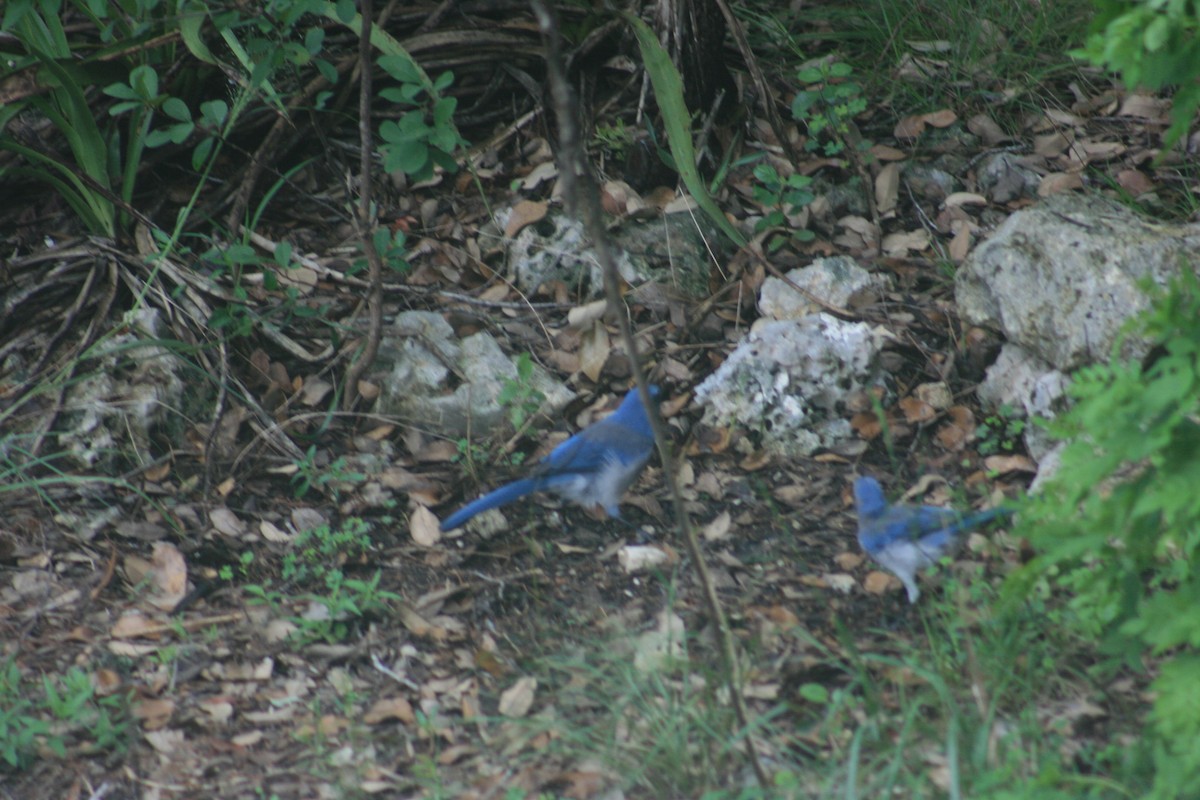 Woodhouse's Scrub-Jay - ML645664779