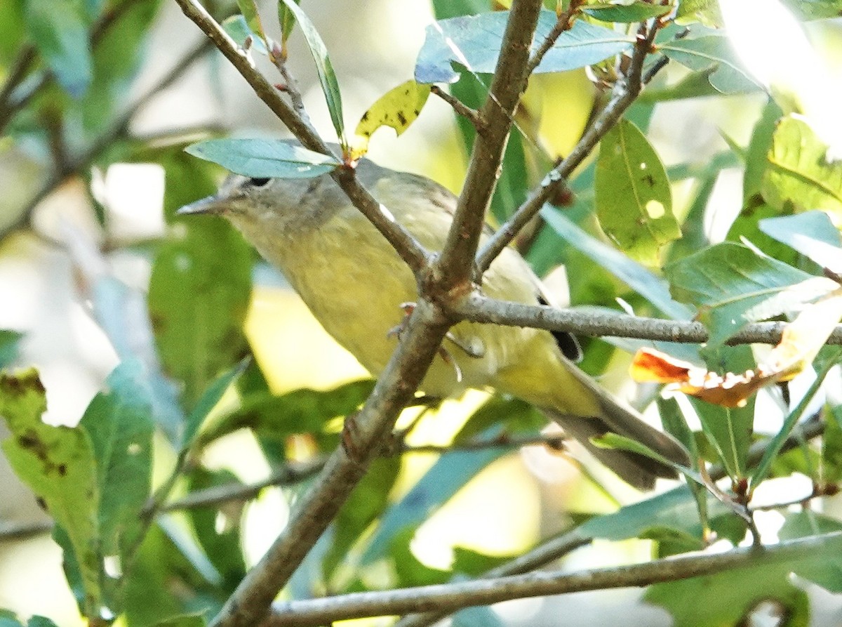 Orange-crowned Warbler - ML645664781
