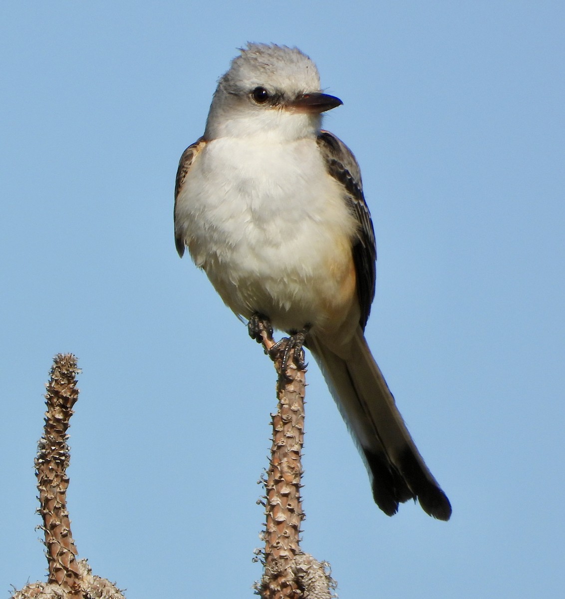 Scissor-tailed Flycatcher - ML645664782