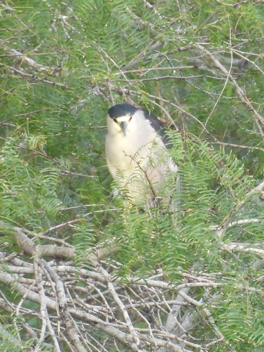 Black-crowned Night Heron - ML645664792
