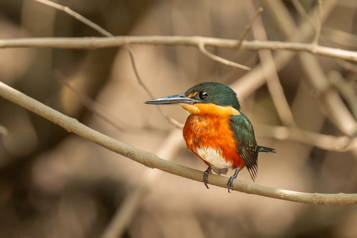 Erzfischer - ML645664793