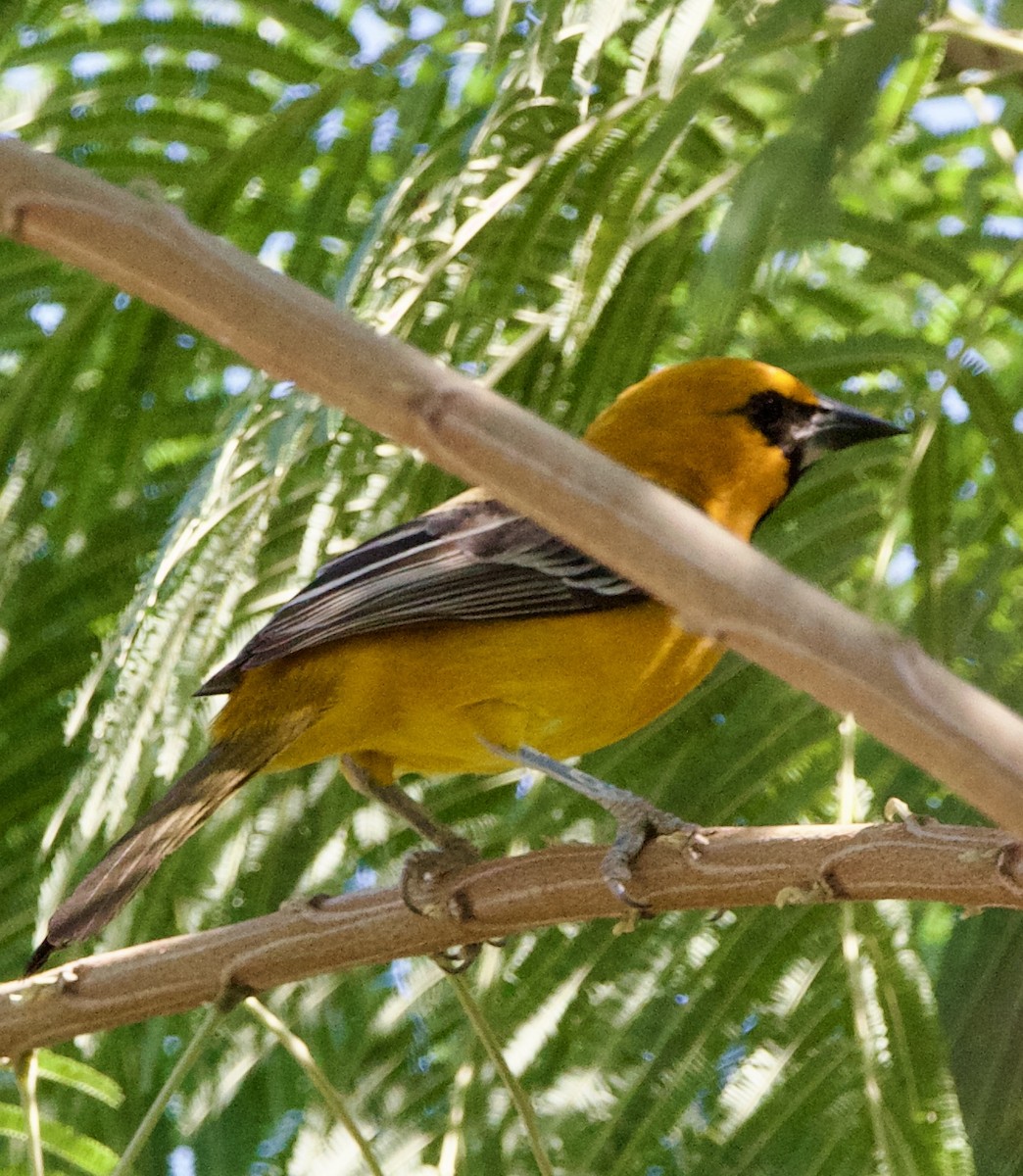 Altamira Oriole - ML645664797