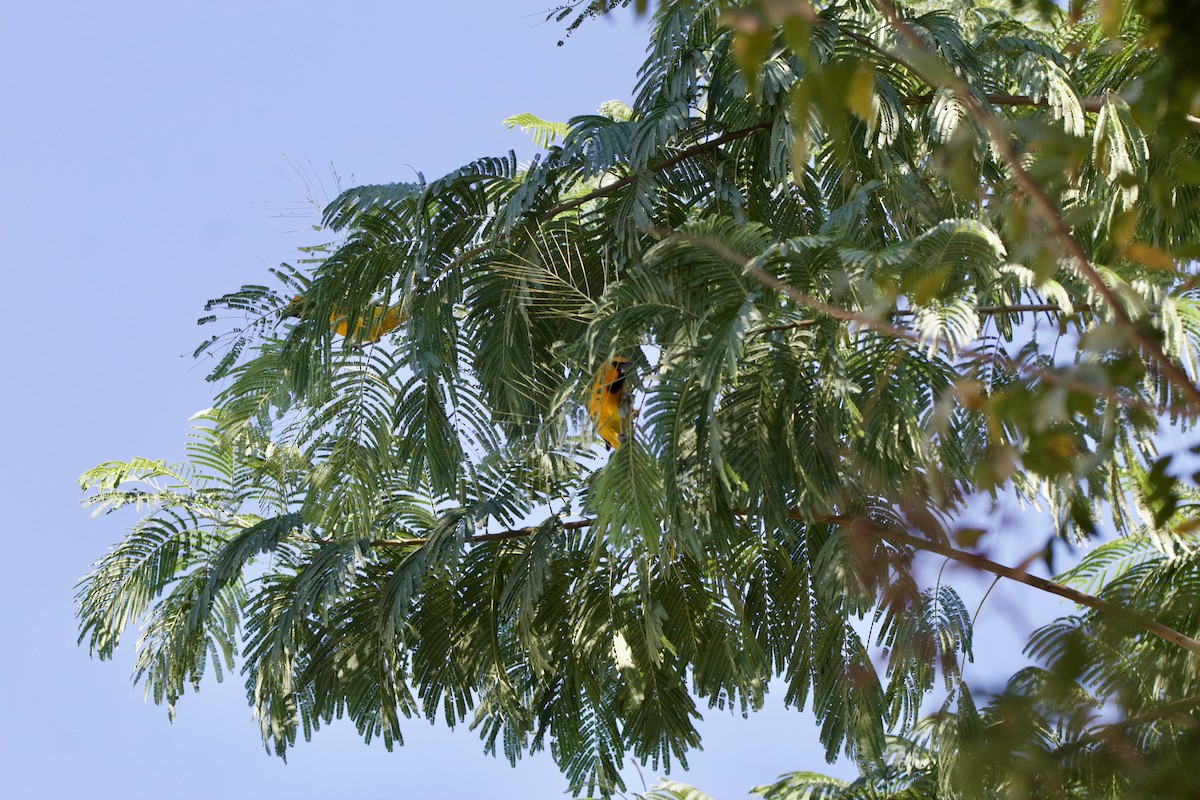 Altamira Oriole - ML645664798