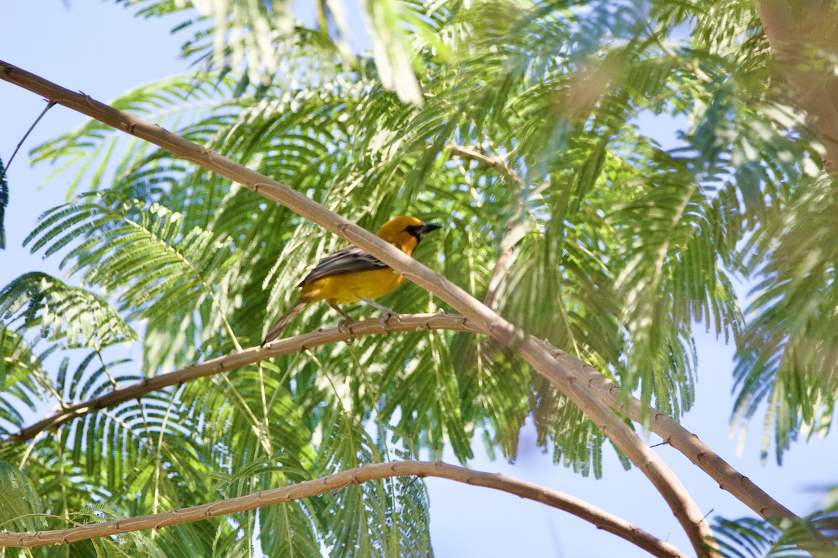 Altamira Oriole - ML645664800