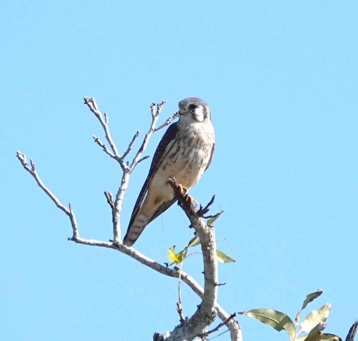 American Kestrel - ML645664803