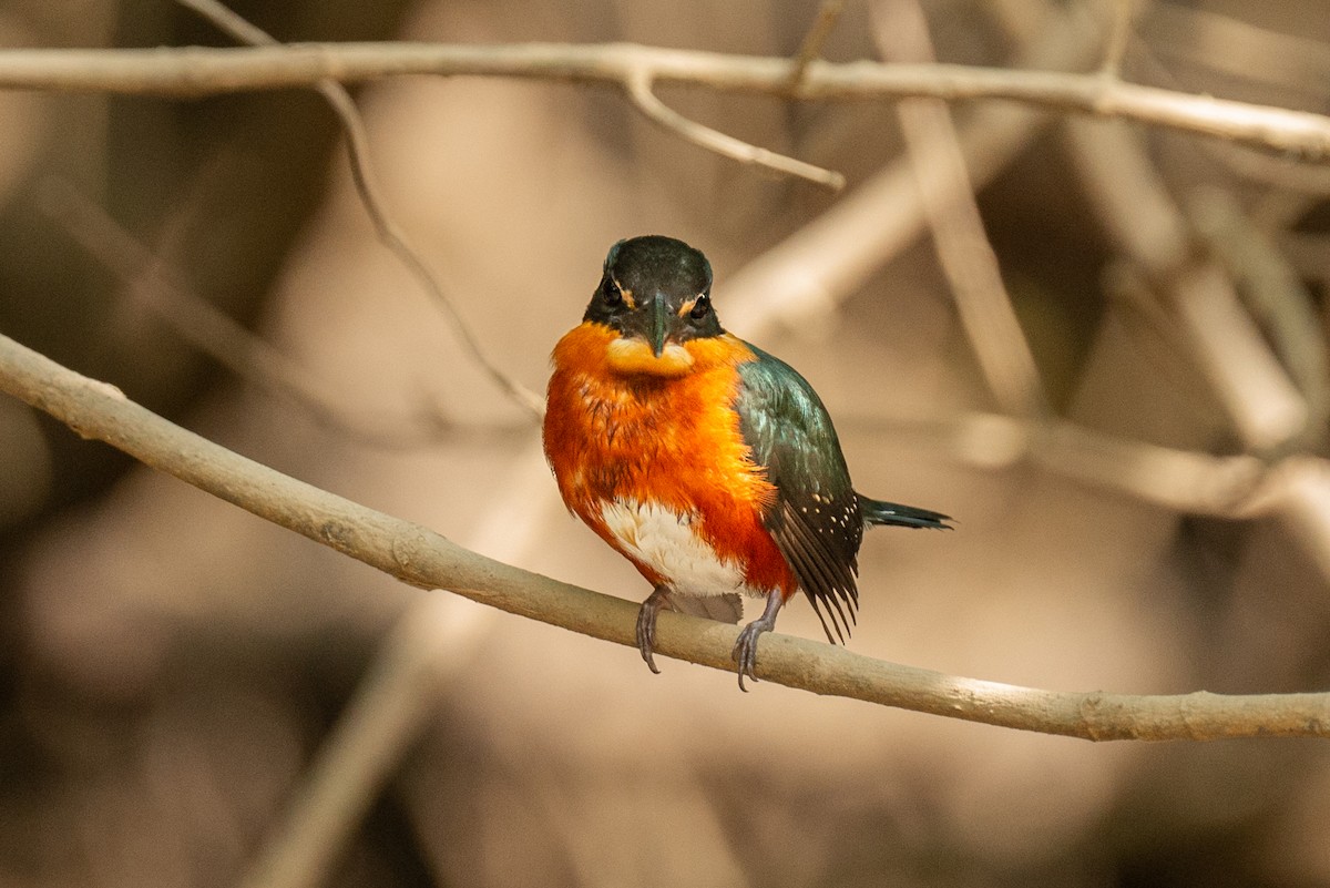 Erzfischer - ML645664805