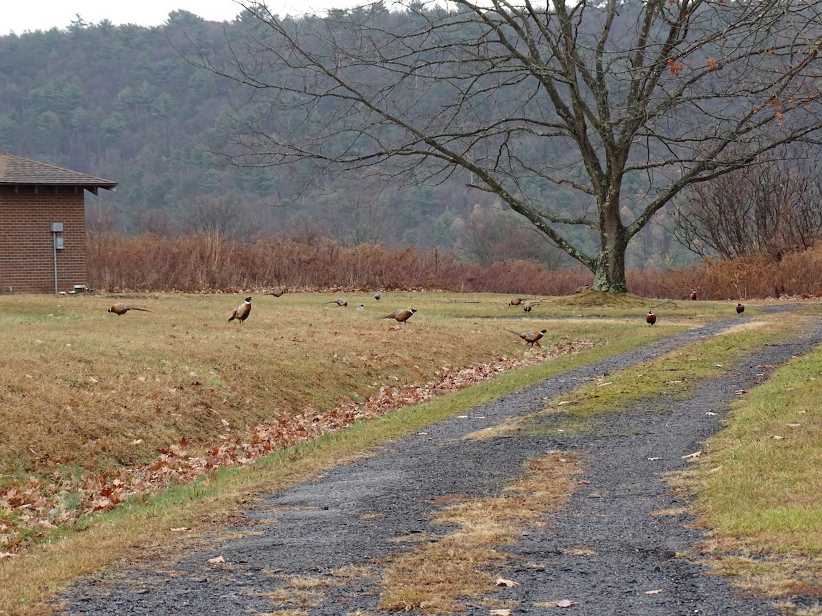 Ring-necked Pheasant - ML645664806