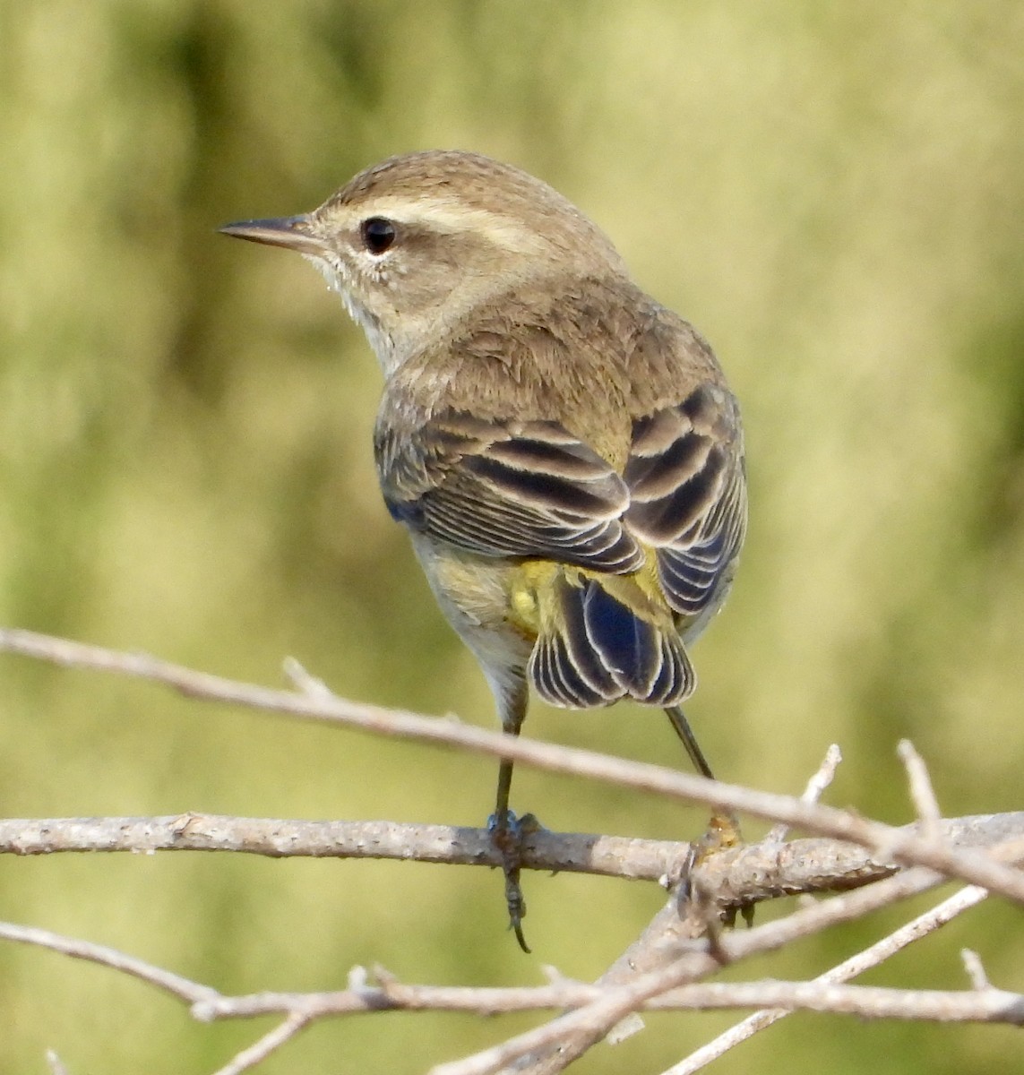 Palm Warbler - ML645664812