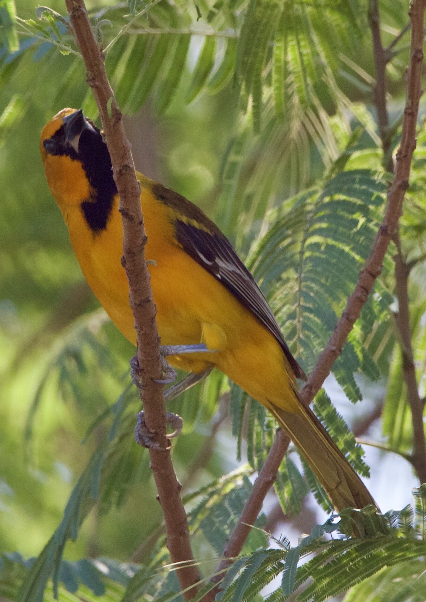 Altamira Oriole - ML645664838