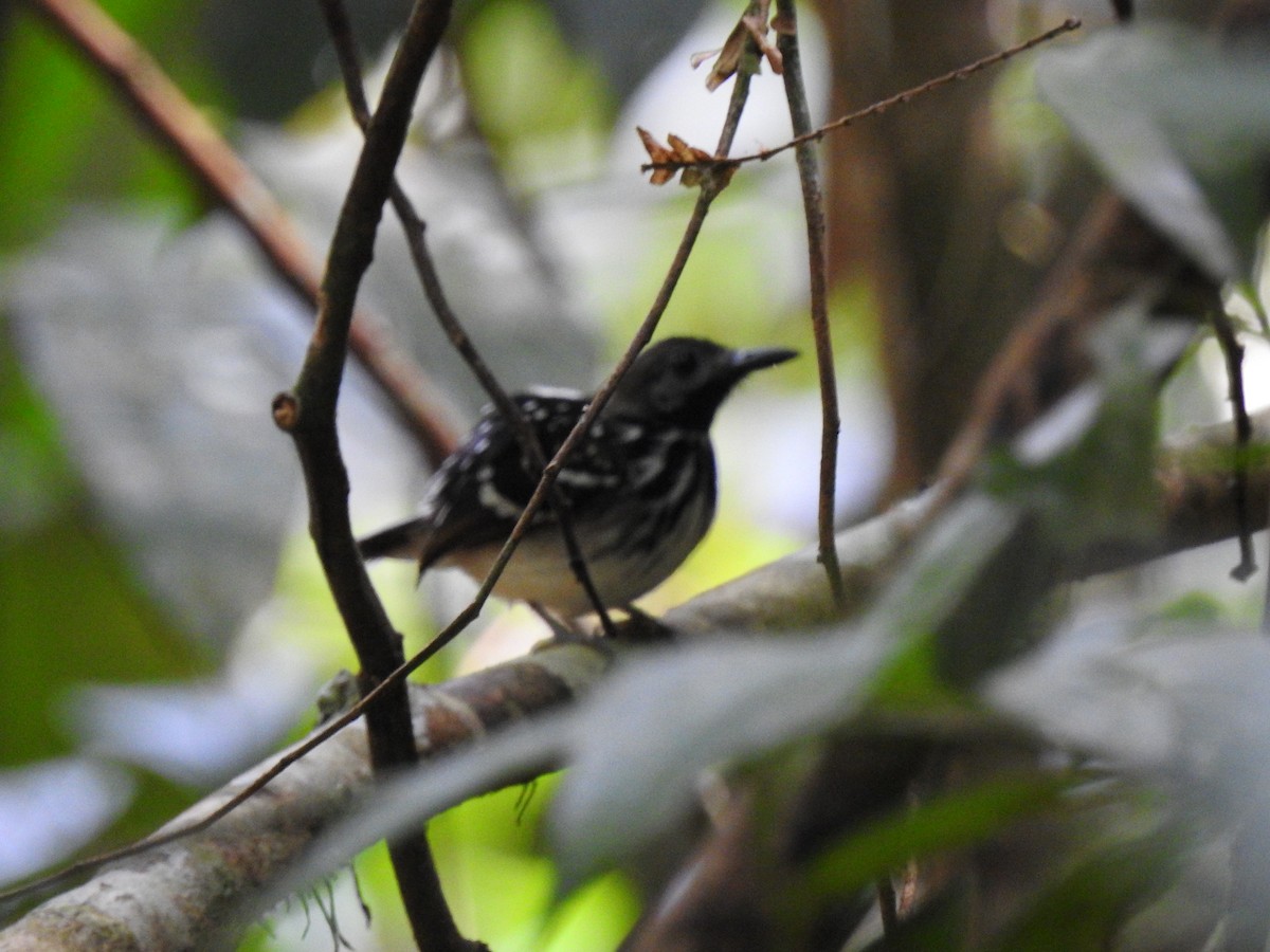 Benek Sırtlı Karıncakuşu - ML645664850