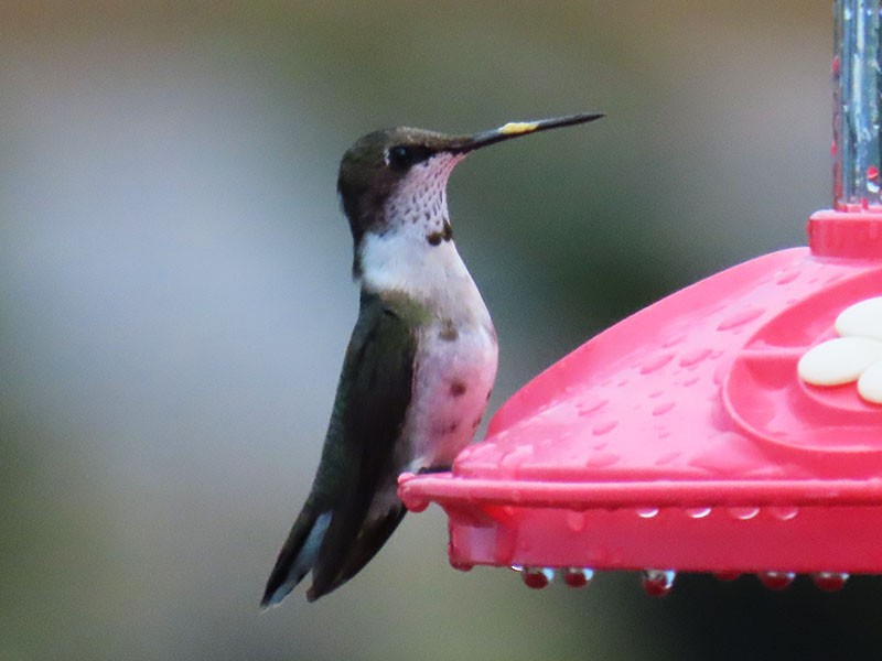 Colibri à gorge rubis - ML645664852