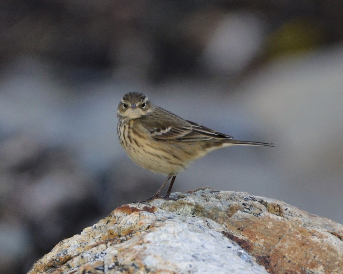 American Pipit - ML645664861