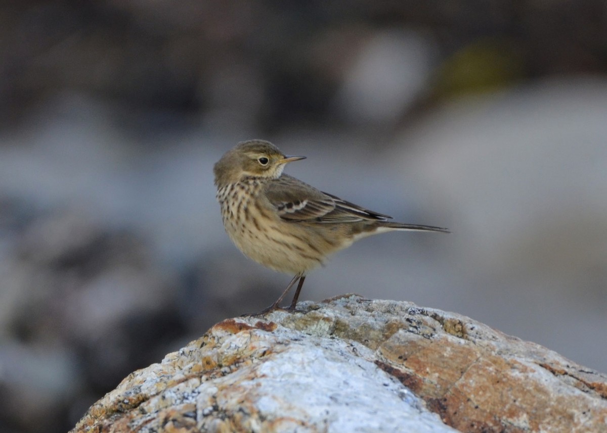 American Pipit - ML645664862