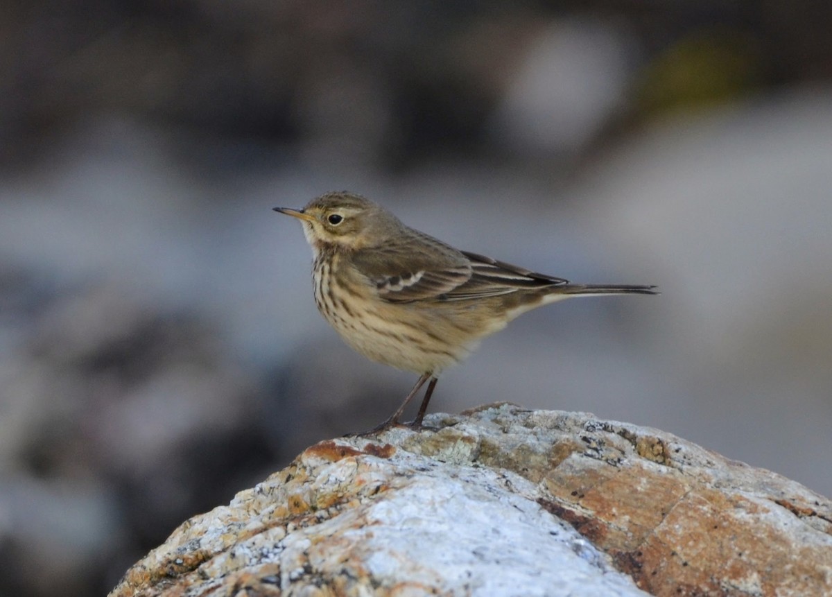 American Pipit - ML645664863