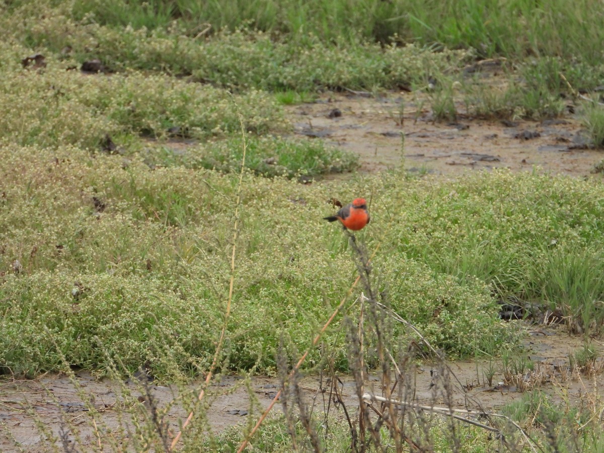 Vermilion Flycatcher - ML645664866