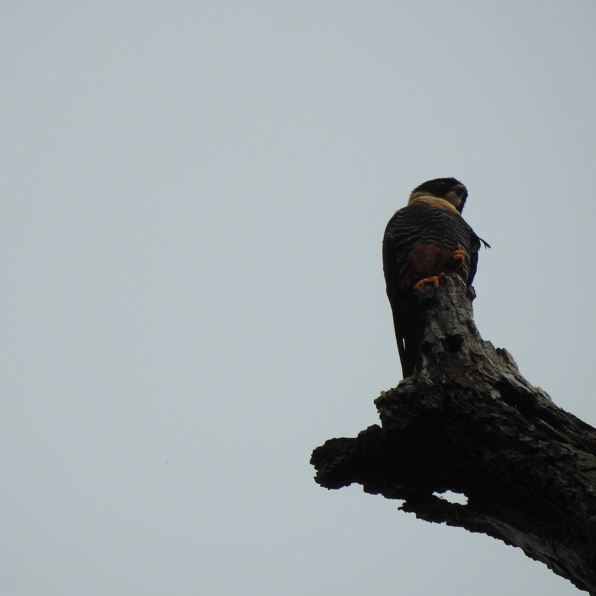 Bat Falcon - ML645664867