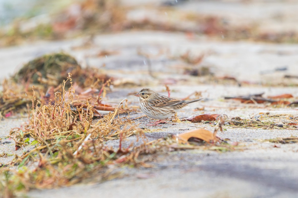 Savannah Sparrow (Ipswich) - ML645664871