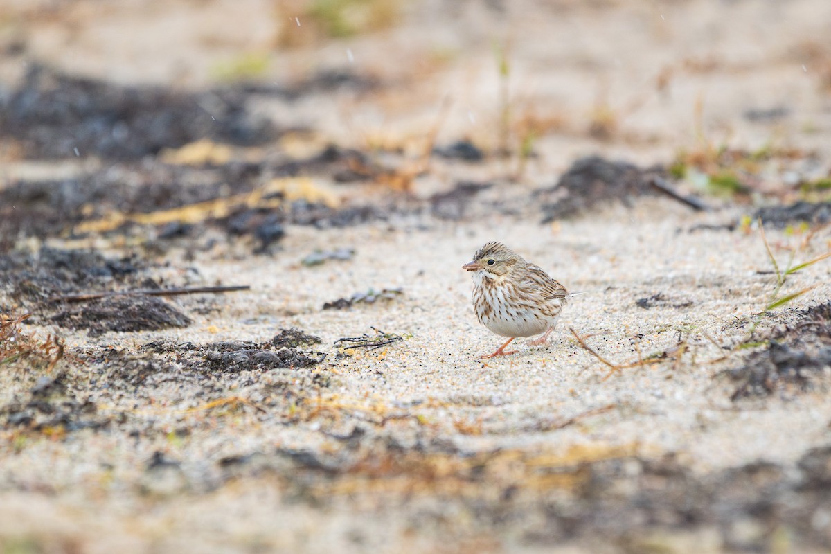 Savannah Sparrow (Ipswich) - ML645664874