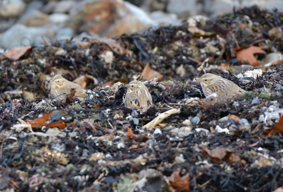 Savannah Sparrow (Ipswich) - ML645664877