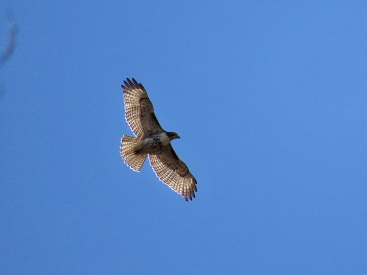 Red-tailed Hawk - ML645664878