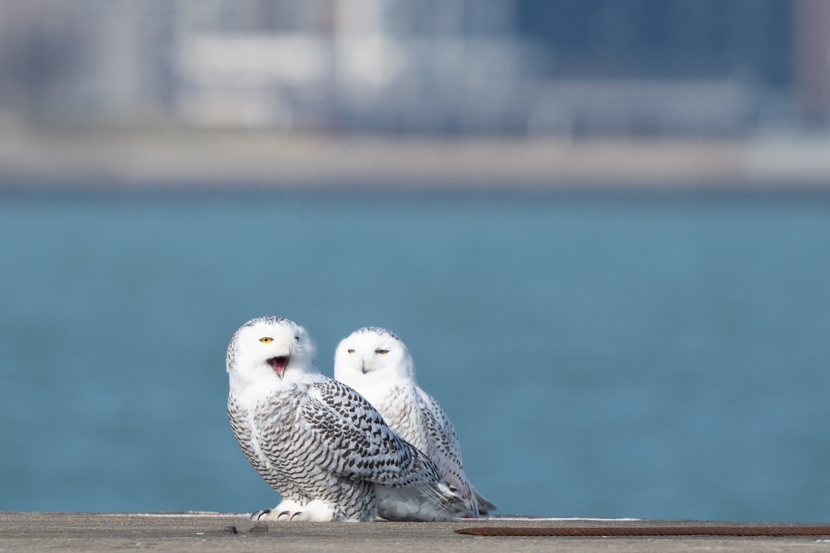 Harfang des neiges - ML645664883