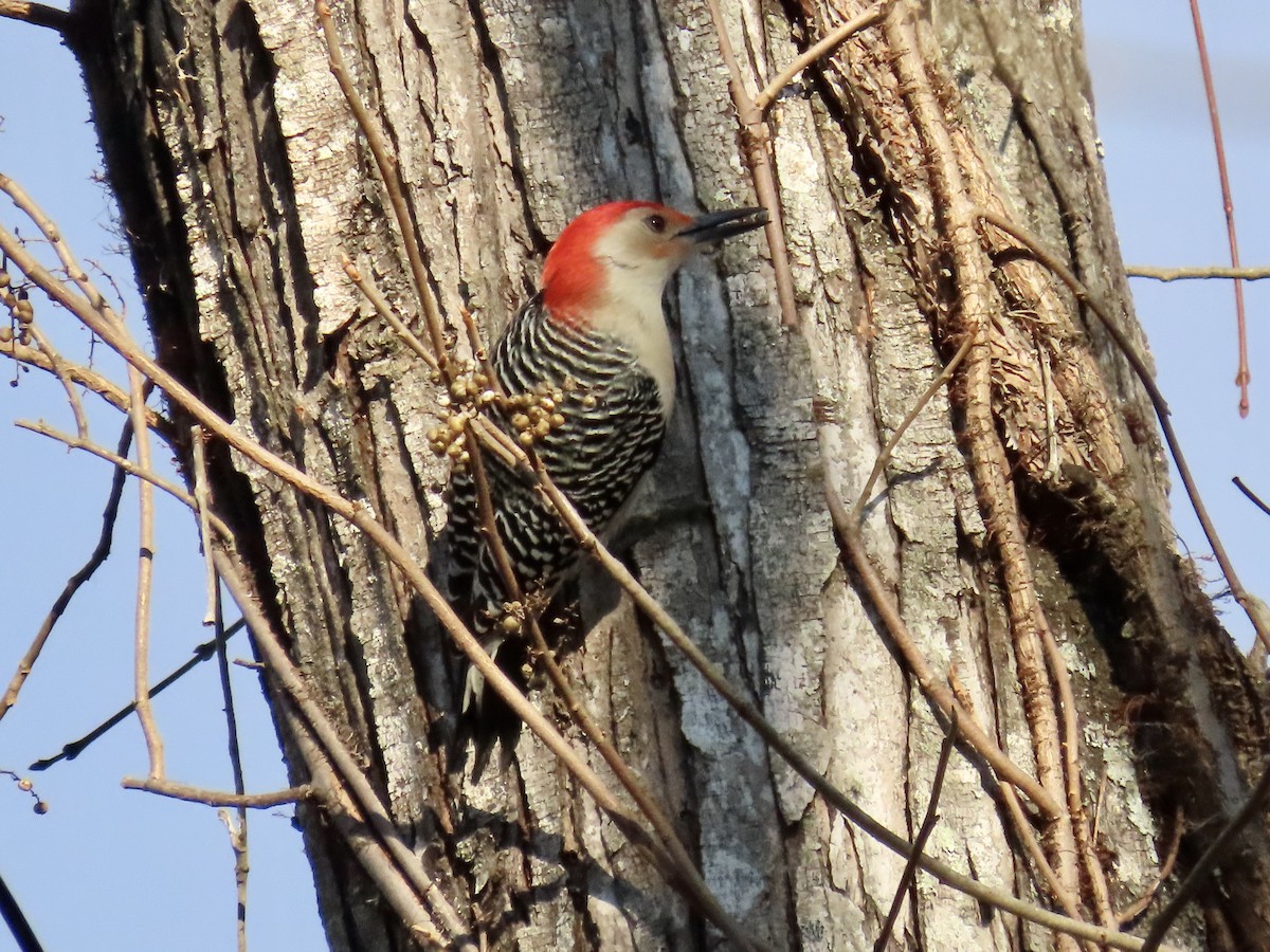 Red-bellied Woodpecker - ML645664884