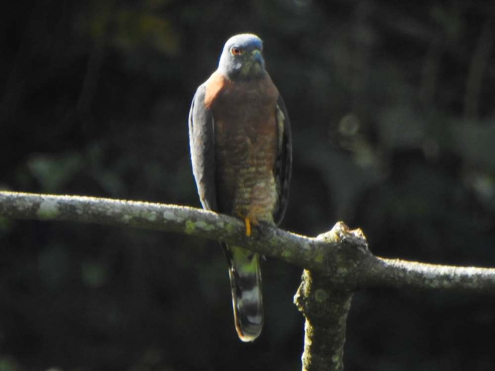 Double-toothed Kite - ML645664886