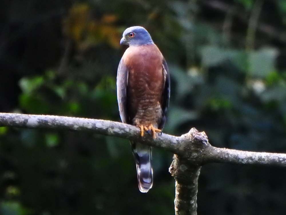 Double-toothed Kite - ML645664887
