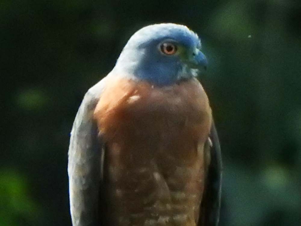 Double-toothed Kite - ML645664888