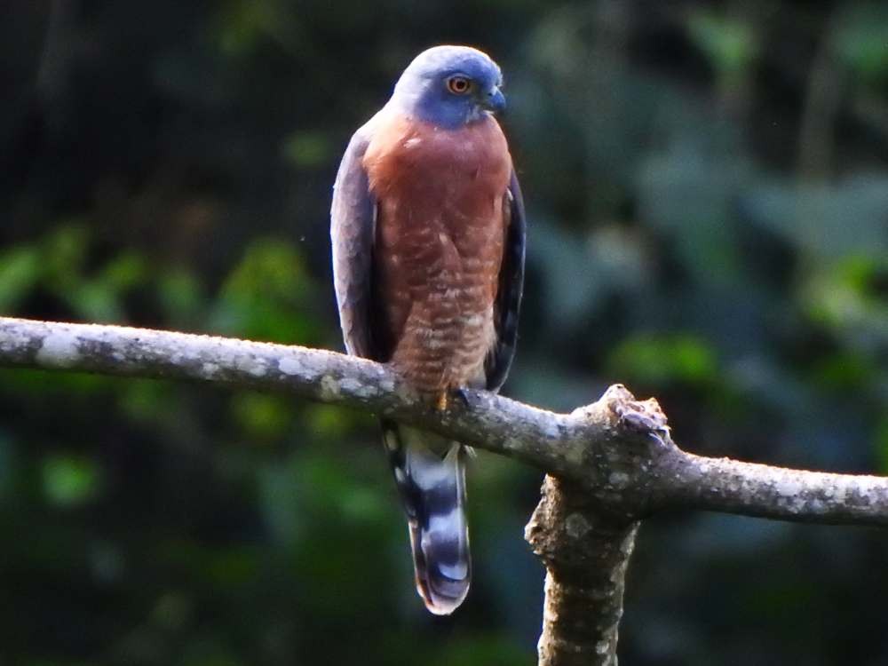 Double-toothed Kite - ML645664889