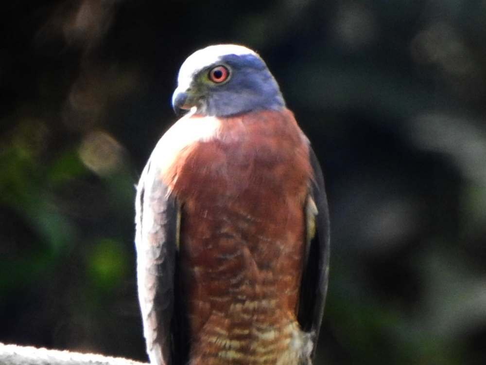 Double-toothed Kite - ML645664890