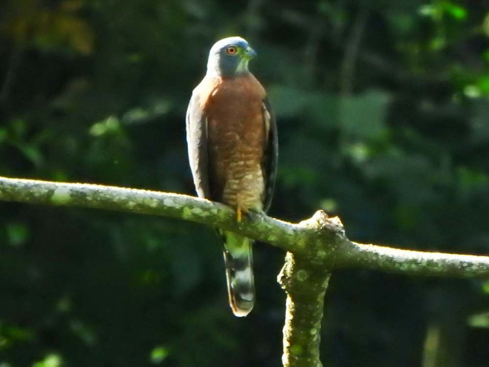 Double-toothed Kite - ML645664891