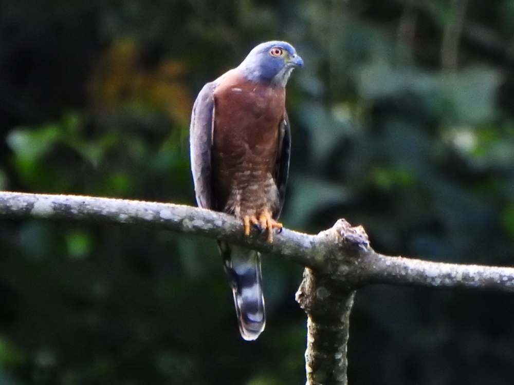 Double-toothed Kite - ML645664892