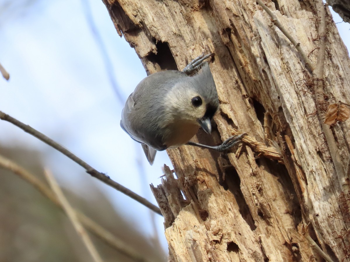 Tufted Titmouse - ML645664894