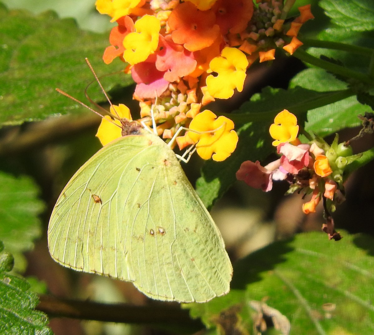 Cloudless Sulphur - ML645664904