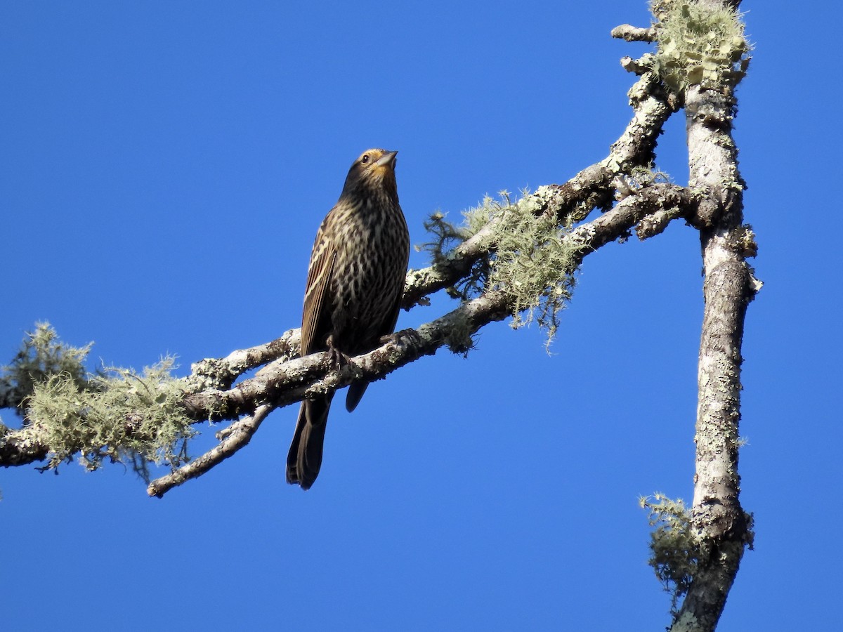 Red-winged Blackbird - ML645664911