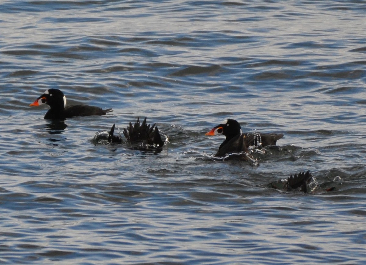 Surf Scoter - ML645664912