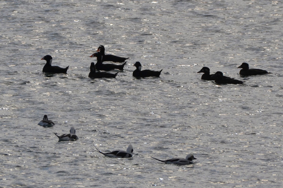Long-tailed Duck - ML645664913