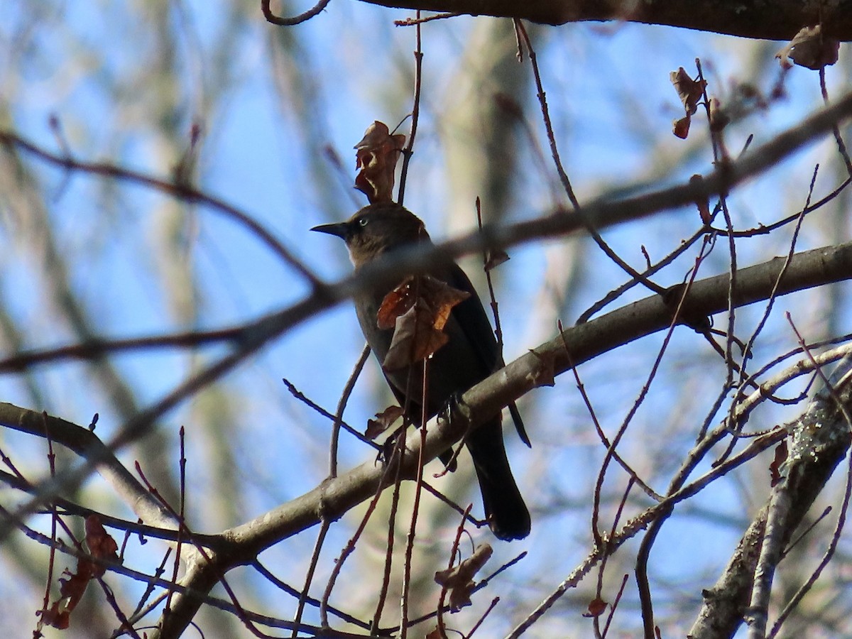 Rusty Blackbird - ML645664915