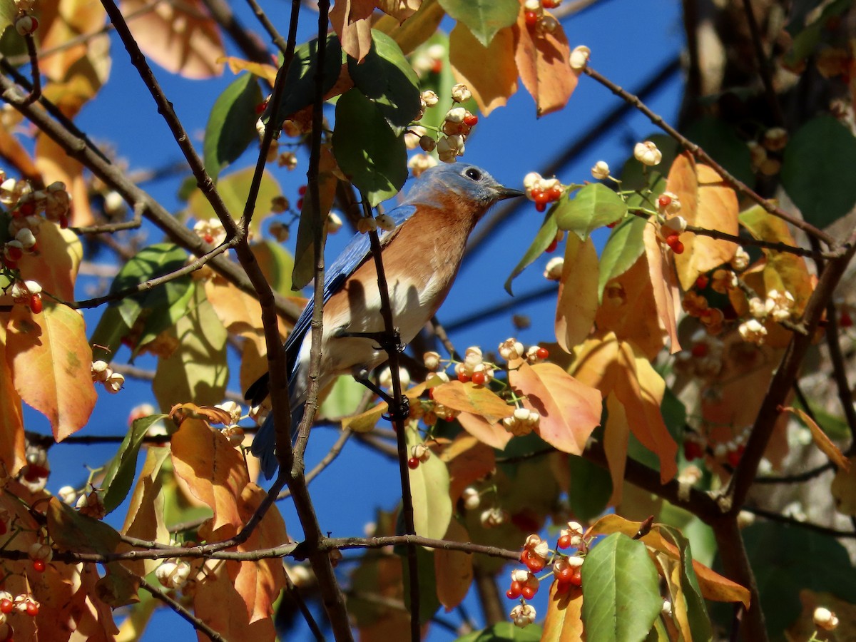 Eastern Bluebird - ML645664926