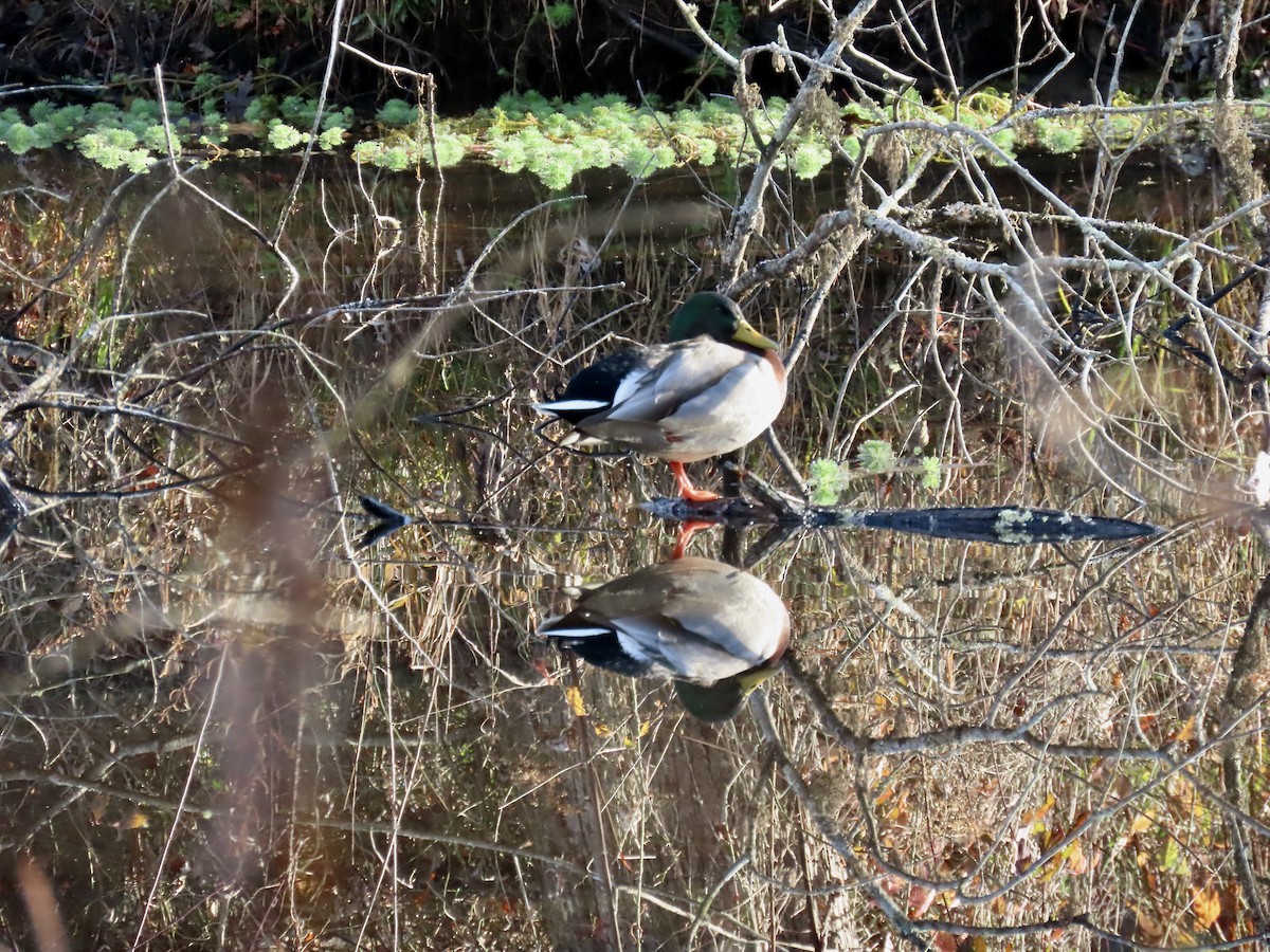 Mallard - ML645664934